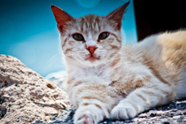 持续稳定发卡的ddos攻击工具